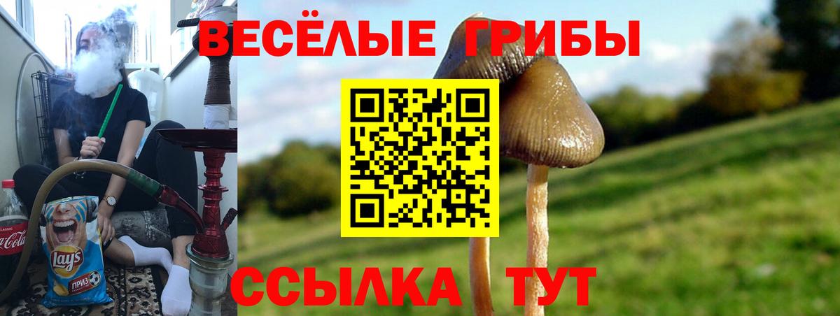 Псилоцибиновые грибы Psilocybine cubensis Дедовск